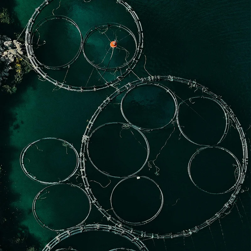 Shrimp and crab farming