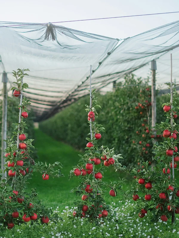 Orchard irrigation monitoring and control